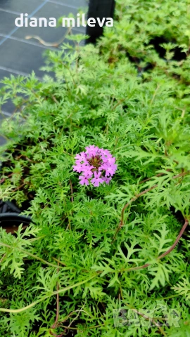Вербена канадска 'Хоумстед Пърпъл', Verbena canadensis Homestead Purple, снимка 4 - Градински цветя и растения - 55135938