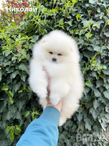 Померан мини момиче с всички ваксини, снимка 3 - Померан - 54340871