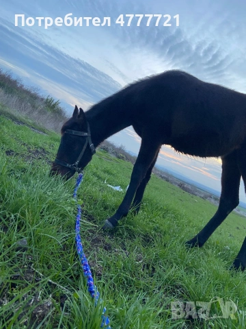 Продавам кобила на 11 месеца 