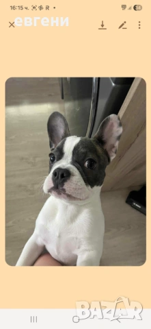 Продава се  Френски булдог- момиче