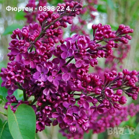 Люляк / Lilac, снимка 5 - Разсади - 51517423