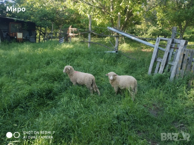 Продавам агнета