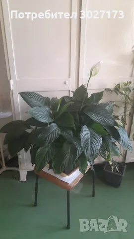 Спатифилум Сенсейшън с големи листа, Spathiphyllum ‘Sensation’ Peace Lily