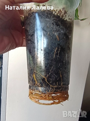 Драцена, dracena Reflexa, снимка 4 - Стайни растения - 54774228
