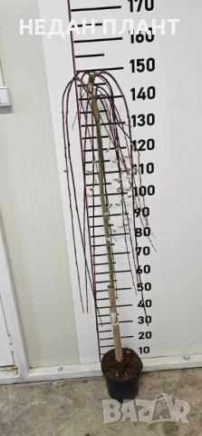 Плачеща върба, снимка 2 - Градински цветя и растения - 53966109