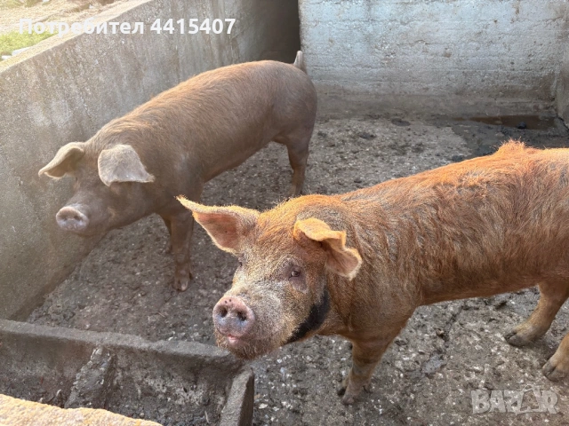 Продаваме прасета , снимка 7 - Прасета - 53996416