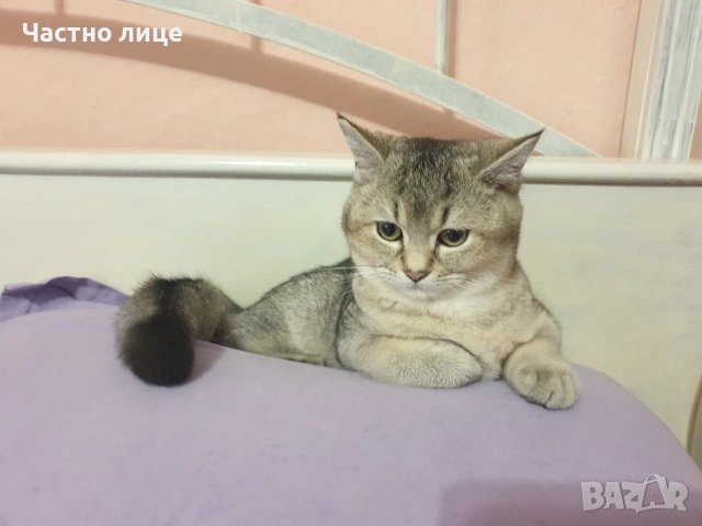 Шотландска златна чинчила , снимка 2 - Чинчили - 53881308
