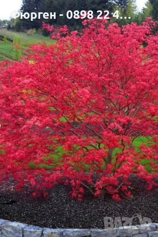 Ацер „Бени-Майко“ (Acer palmatum 'Beni-maiko') – Японски японски клен, снимка 4 - Разсади - 55530367