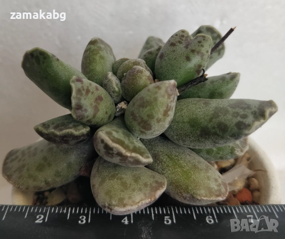 Адромисхус (Adromischus cooperi, Adromischus festivus C.A., Adromischus cuneatus Poelln) сукулент