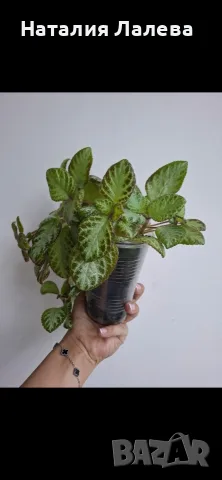 Еписция, episcia Silver sheen, снимка 4 - Стайни растения - 55612898