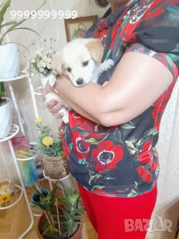 Търся дом за малко кученце , снимка 3 - Изгубени/намерени - 55362043