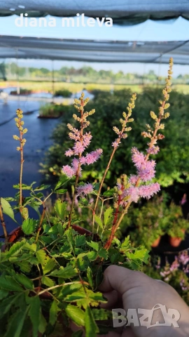 Астилбе, Astilbe, многогодишно за сянка!!, снимка 5 - Градински цветя и растения - 55288069