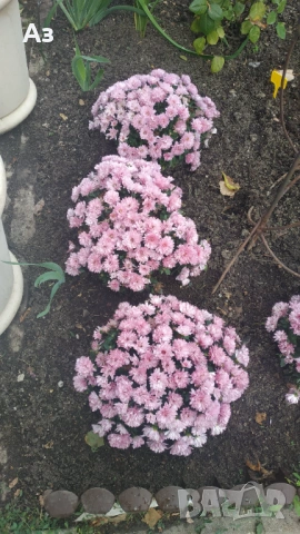 Продавам разсад на ниски Хризантеми есенни, снимка 8 - Разсади - 54314882