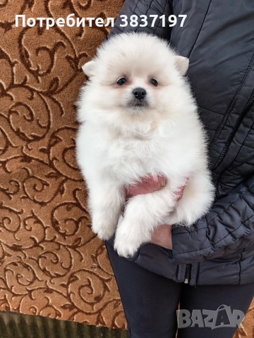 мъжки със 2 ваксина , снимка 5 - Померан - 53980334