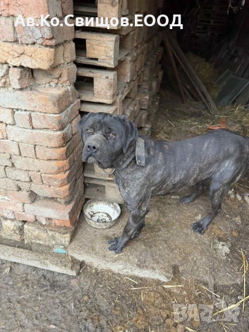 Подарявам Кане корсо