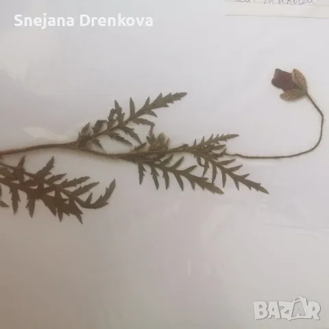 Систематичен хербарий, снимка 7 - Ученически пособия, канцеларски материали - 55350745
