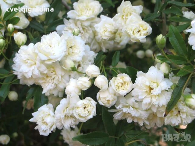 Rosa banksiae Alba(Роза банксия Алба)