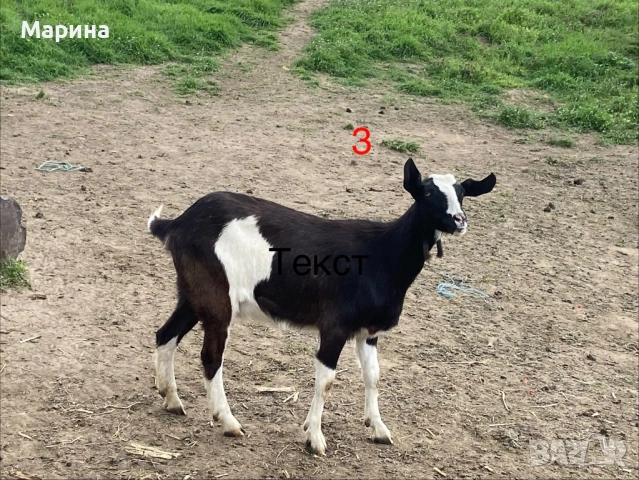 Кози и ярета , снимка 3 - Кози - 54330596