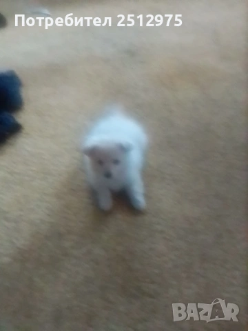 Продавам померан момиче , снимка 4 - Померан - 54337021