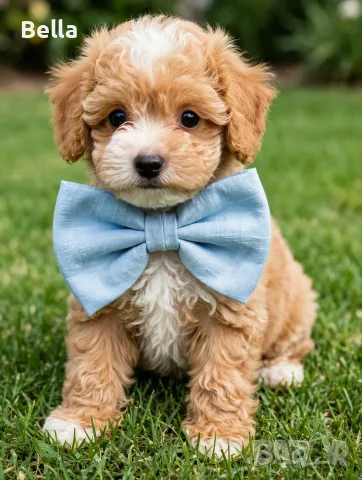 Малтипу -Maltipoo