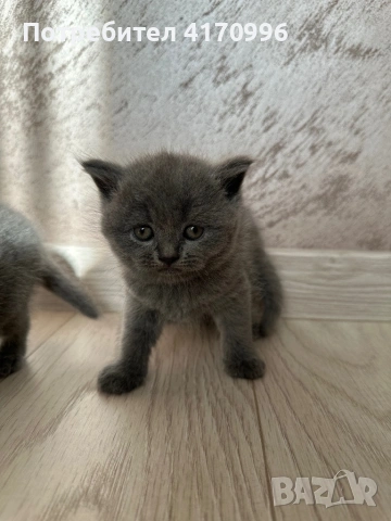 Шотландски клепухи , снимка 9 - Британска късокосместа - 54708463