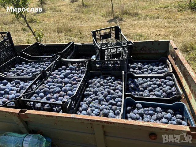 Сини сливи от производител, снимка 3 - Домашни продукти - 55669754