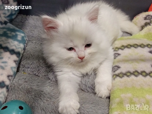 Полуперсийски котенца  момиче и момче, снимка 4 - Персийска - 54387231