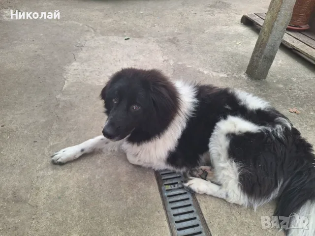 Каракачанско куче, снимка 4 - Каракачанска овчарка - 55657071