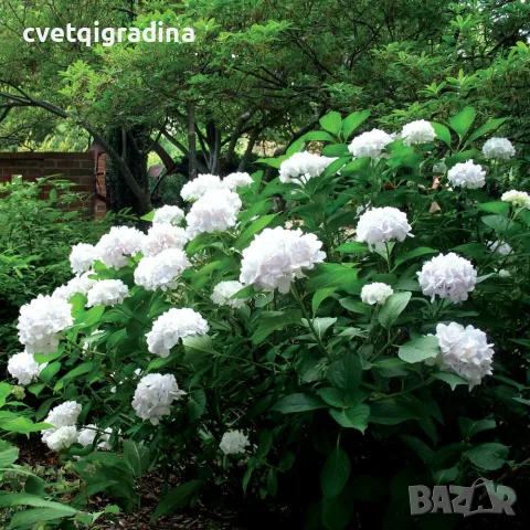 Hydrangea macrophylla ‘Soeur Thérèse’ – „Сестра Тереза“, снимка 2 - Градински цветя и растения - 55639612