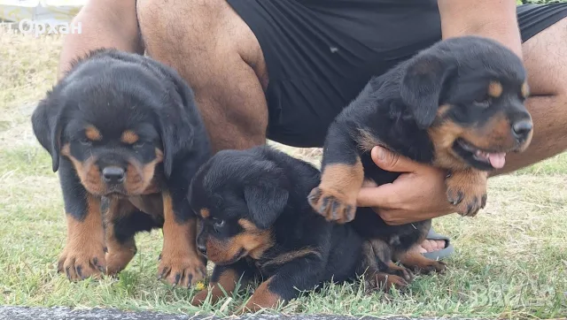 🐶 Свободни са 2 женски и 1 мъжко кученце. с по 1 ваксина, снимка 11 - Ротвайлер - 55424016