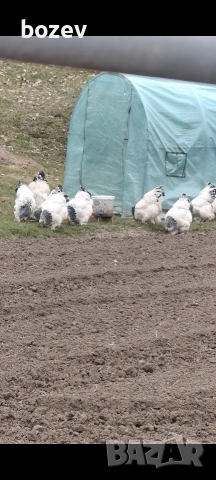 Оплодени яйца от бял легхорн , черен австролорп и пекински патици!, снимка 7 - Кокошки и пуйки - 52823089