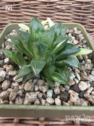 Рядка Вариегатна Хавортия (Haworthia retusa f. variegata) – Колекционерска, снимка 3 - Стайни растения - 55541493