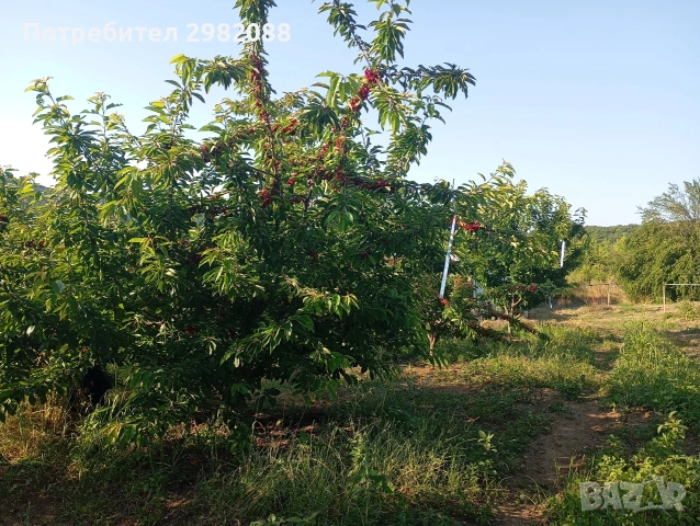 Продавам овощна градина 19 дка.