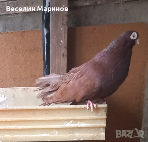   продавам  плевенски гълъби, снимка 9 - Гълъби - 54390862