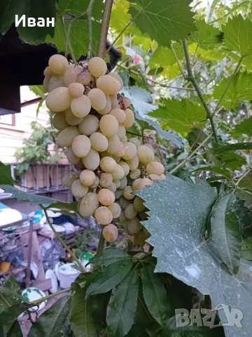 Вкоренени лозички на 2-3години., снимка 11 - Разсади - 54421010