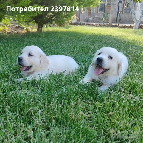 Голдън ретривър , снимка 2 - Голдън ретривър - 55008971