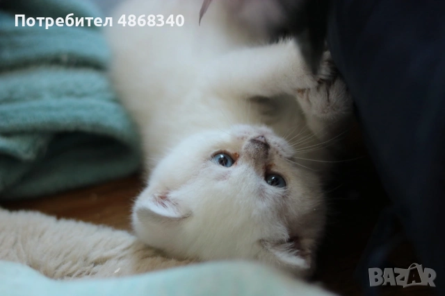 Британски късокосмести котенца – Silver Shaded, Golden Shaded и Colourpoint, снимка 3 - Британска късокосместа - 55063942
