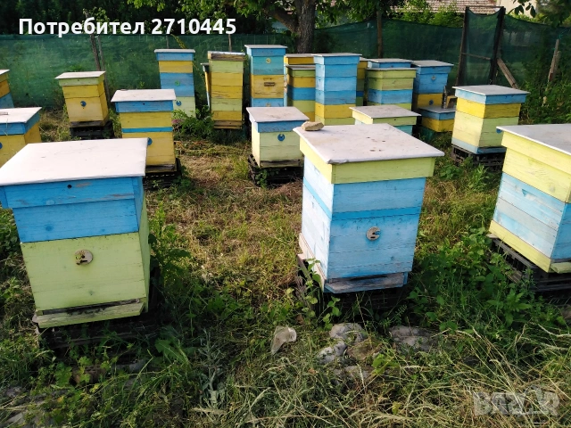 Седем пчелни семейства в ДБ и 15 кошера Дадан Блат, снимка 2 - За пчели - 54858462