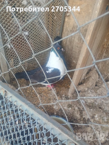 Немски Щтрасери