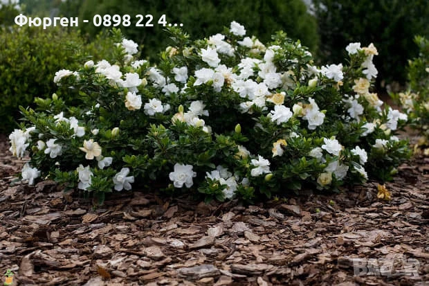 Гардения / Gardenia “Jasminoides”, снимка 6 - Разсади - 55017161