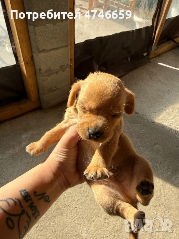 Породисти мъжки пинчери., снимка 4 - Пинчер - 54320833