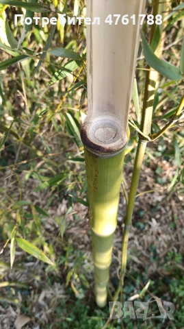 Студоустойчиви бамбуци Fargesia, Phyllostachys, Semiarundinaria, снимка 6 - Градински цветя и растения - 54077874