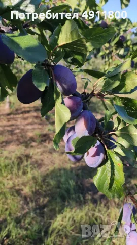 Продавам сини сливи стенлей