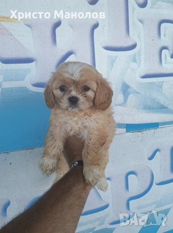 Кавапу, снимка 6 - Пудели - 55075266