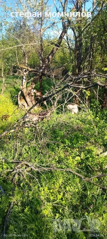 ярета, снимка 8 - Кози - 54345171