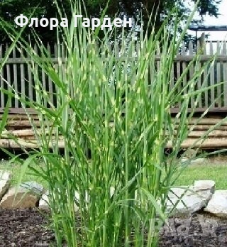 МНОГОГОДИШНИ ЦВЕТЯ, снимка 18 - Градински цветя и растения - 54703380