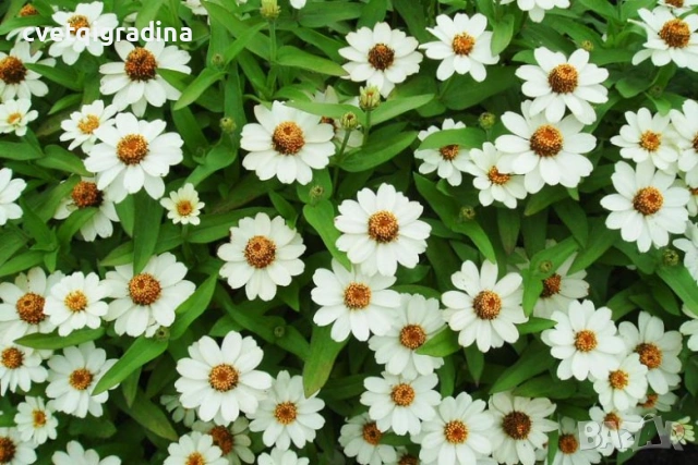 Zinnia angustifolia / Циния нискостеблена, снимка 3 - Градински цветя и растения - 54651092