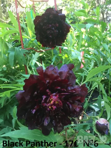 Божури сортови тревисти и полу-дървовидни, снимка 4 - Сортови семена и луковици - 47242234