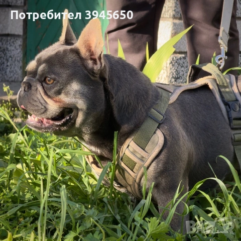 Френски булдог - разплод 