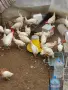 продавам 7 ярки с 4 петела Бял Легхорн , снимка 1